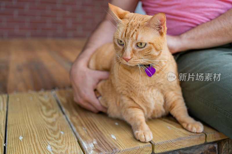 家里有只姜黄色猫的男人