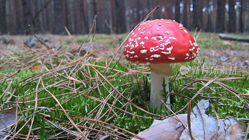 蘑菇红蝇木耳在森林里