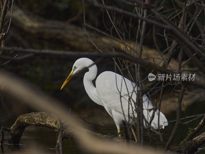 白苍鹭