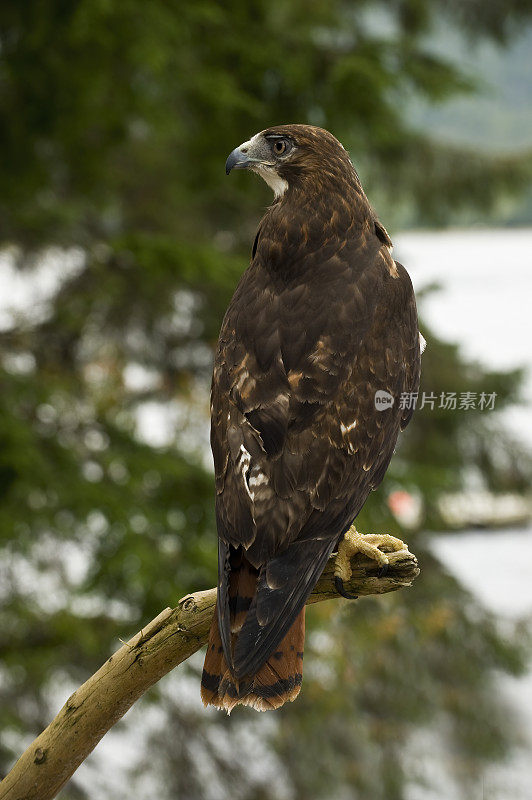 红尾鹰是一种中型的猛禽。凯契根,阿拉斯加。