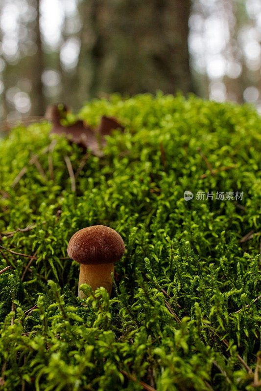 在苔藓上的单月桂蘑菇的特写