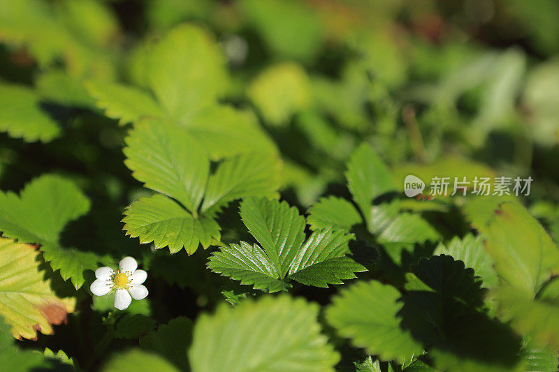 花草莓植物特写聚焦前景