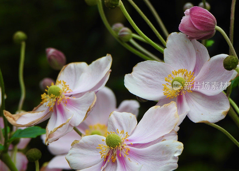 杂陈Tomentosa