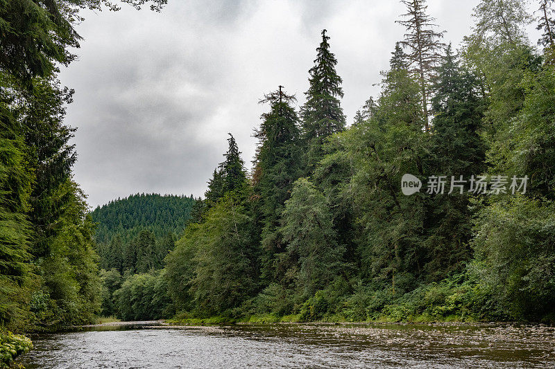 奥林匹克国家森林景观与树木的河流在阴天