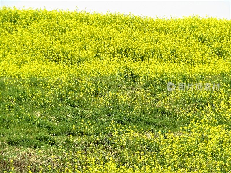 日本。三月里晴朗的一天。江户川岸边的油菜花。