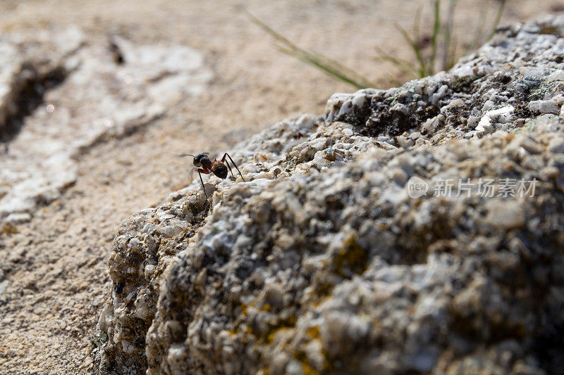 蚂蚁在爬岩石