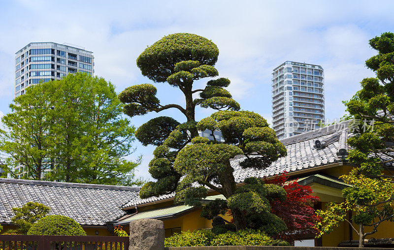 东京市中心的上野公园(日本)