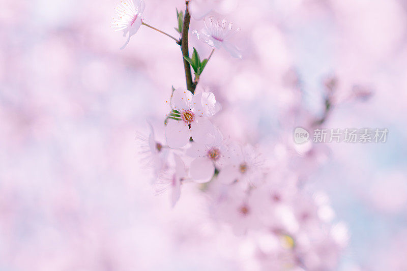 桃李树花特写。