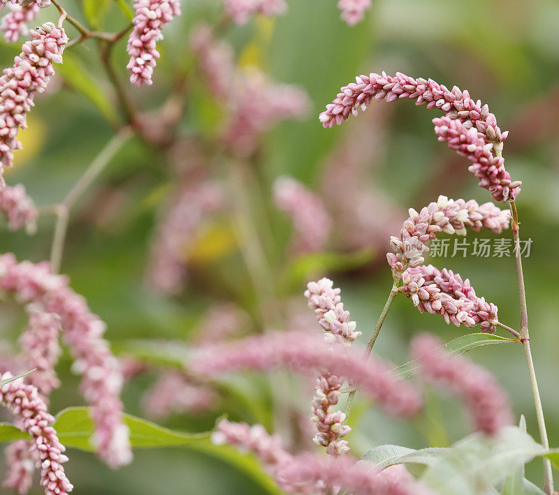 红脚鹬(蓼属植物红脚鹬)