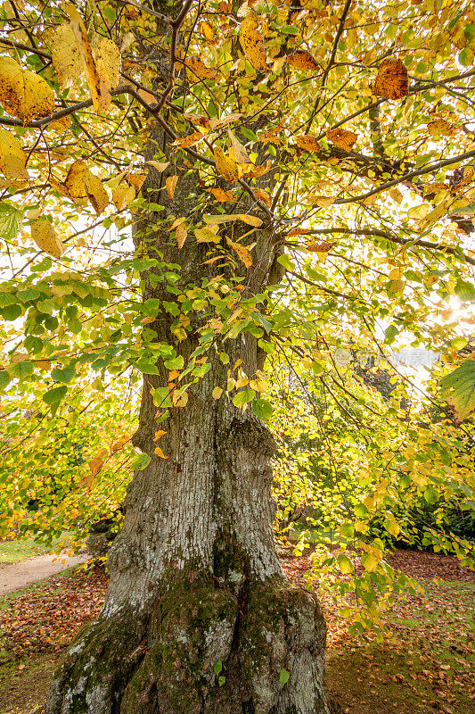 英格兰东苏塞克斯的一种普通椴树(椴树×欧洲椴树)