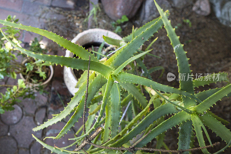 芦荟植物