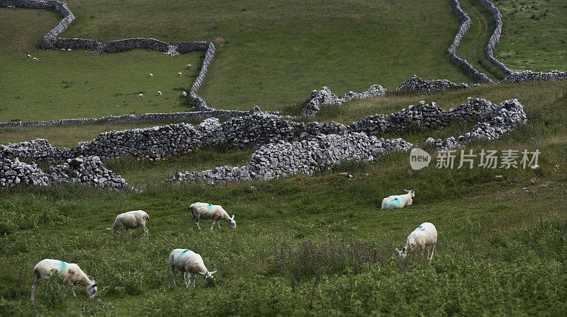 羊和干燥的石墙