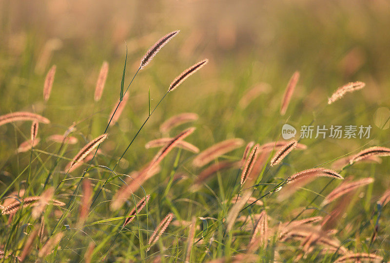 田野里的野草。