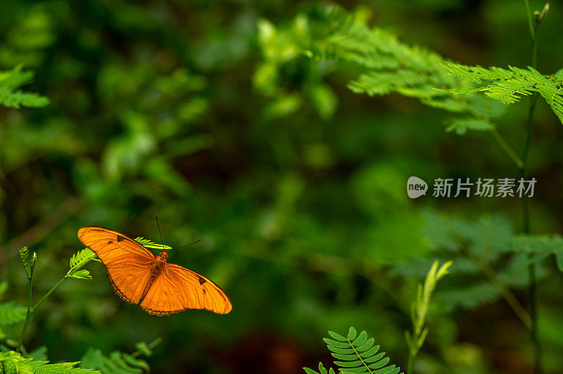 近景的橙色茱莉亚蝴蝶或茱莉亚螺旋或火焰，或火焰女神