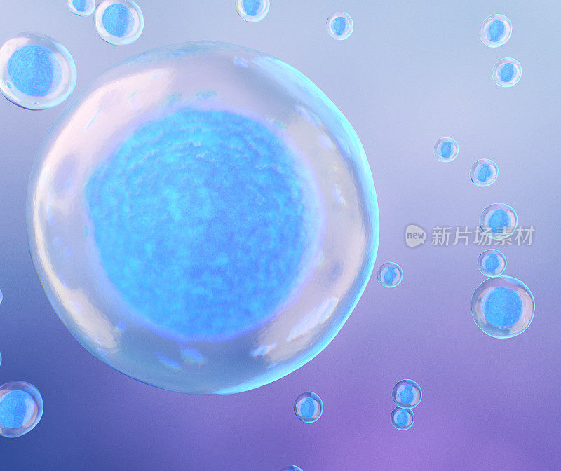 胚胎干细胞