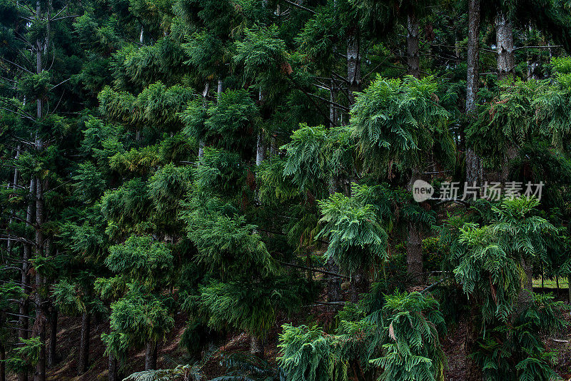 美丽的天然松林