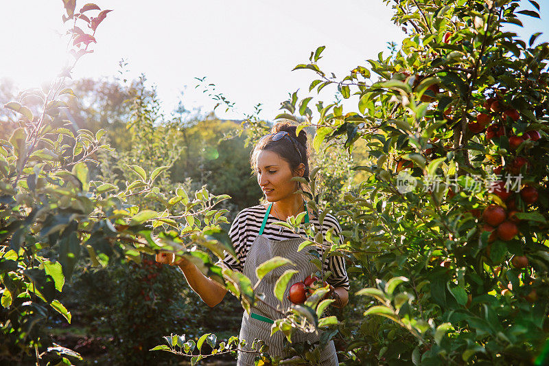 一位妇女在有机苹果农场摘苹果