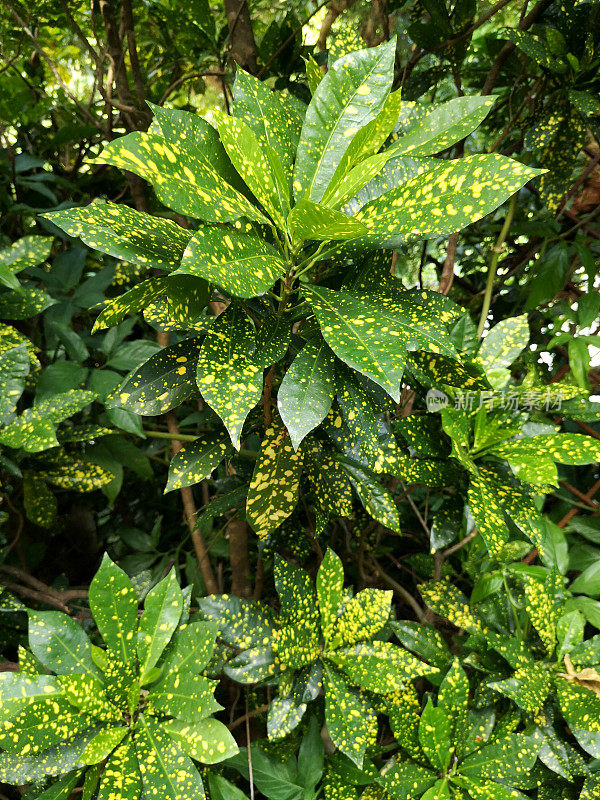 香港南丫岛的热带植物