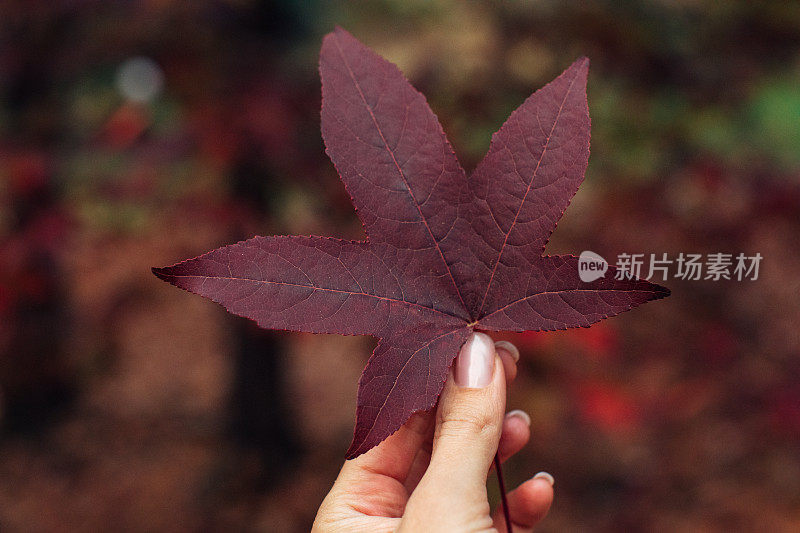 拿着一片秋叶的女人