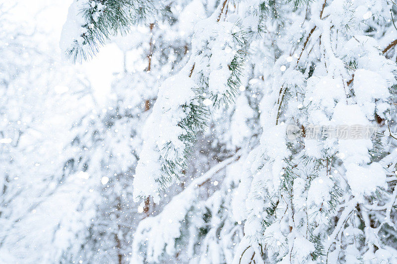 冬天的景色——结了霜的松枝上覆盖着一层雪。森林里的冬天