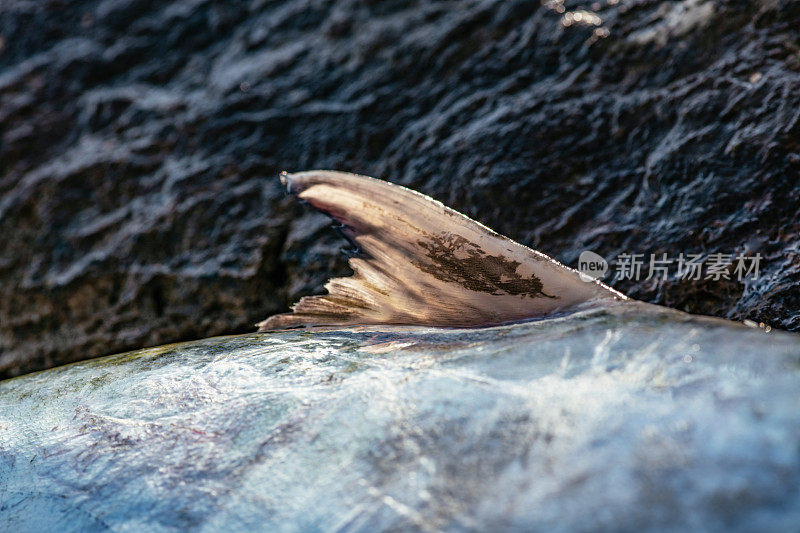 特写鳍鱼