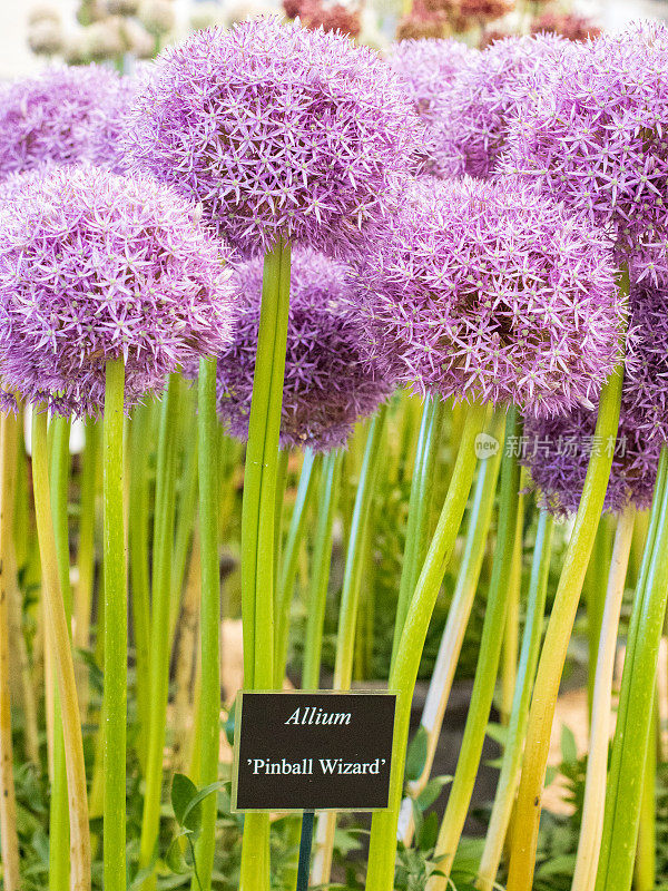 Allium“弹球精灵”在伦敦，英国