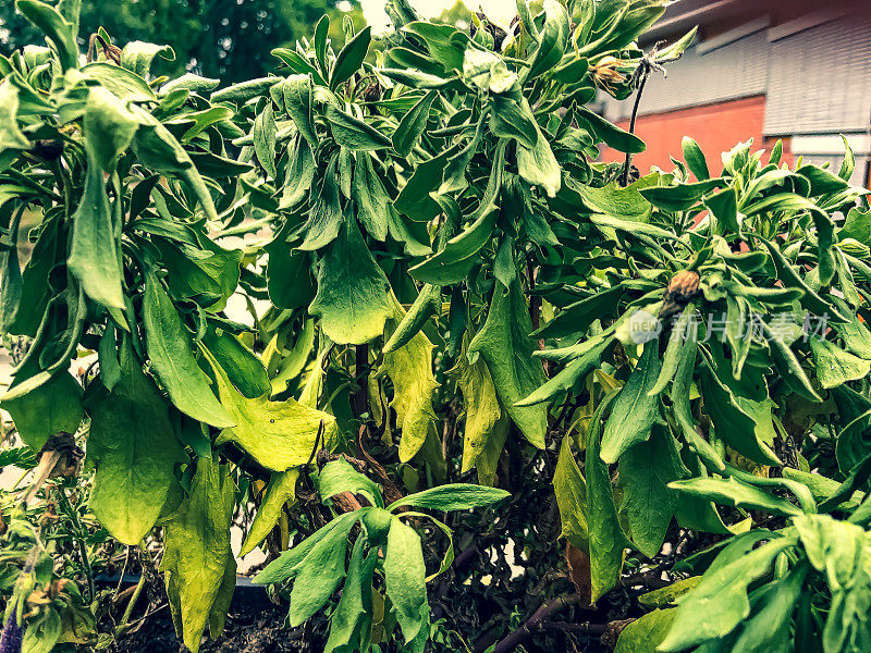 阳台植物在非常温暖的天气。