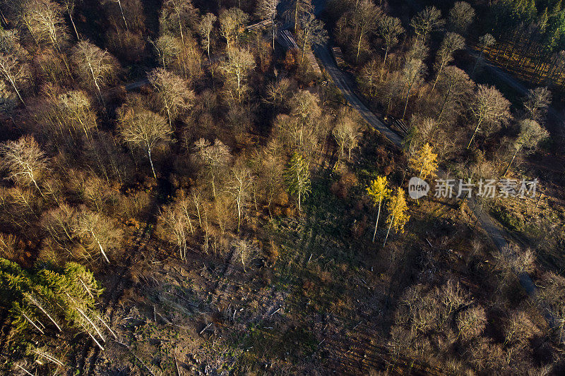 雾和阳光在秋天森林地区-陶诺斯山。鸟瞰图