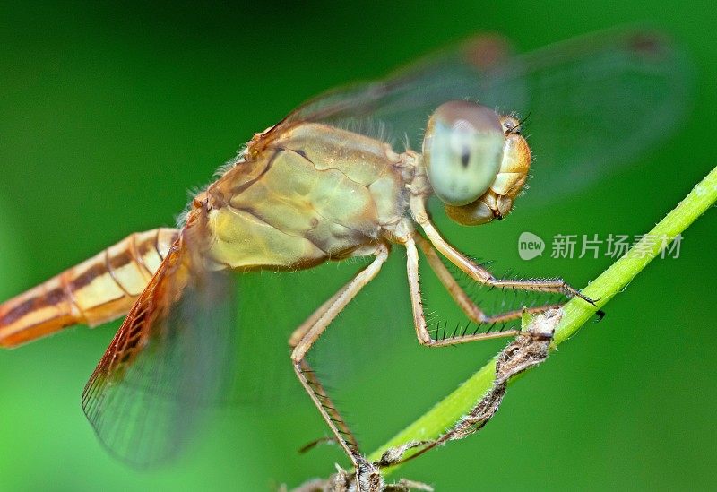 蜻蜓和复眼在树枝上。