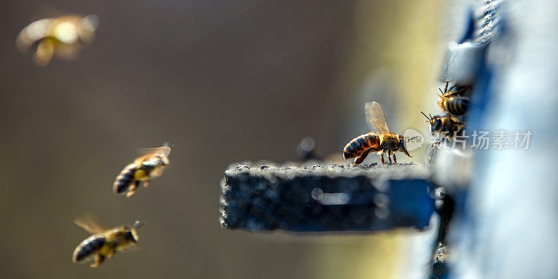 蜜蜂正钻进蜂巢的小洞里