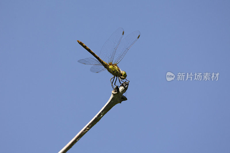 普通飞镖蜻蜓