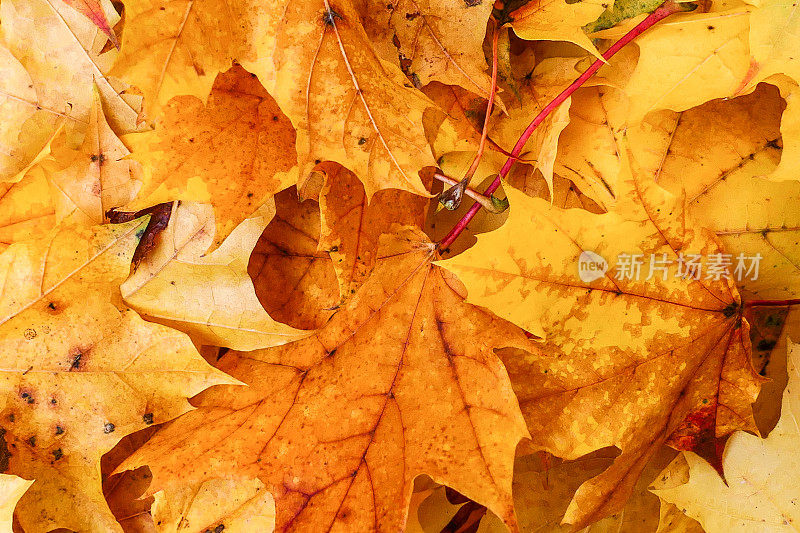 金色的秋天的落叶
