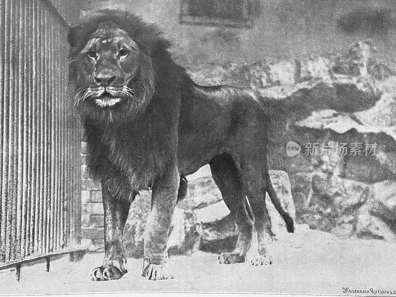 柏林动物园-非洲狮