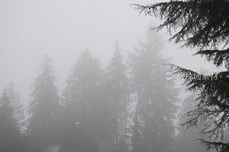 加拿大冬季雾中的针叶树