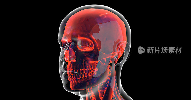 人类头骨，大脑，静脉和神经系统的x光。