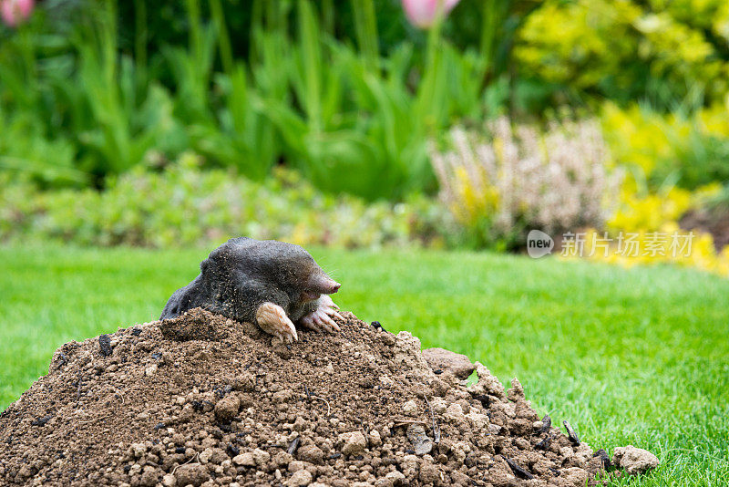 小鼹鼠在花园里的小山上偷看