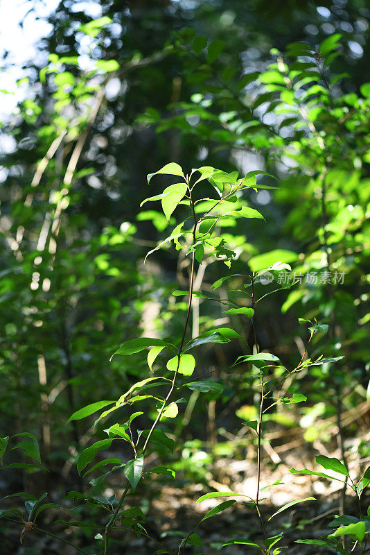 有阳光的小树在森林里