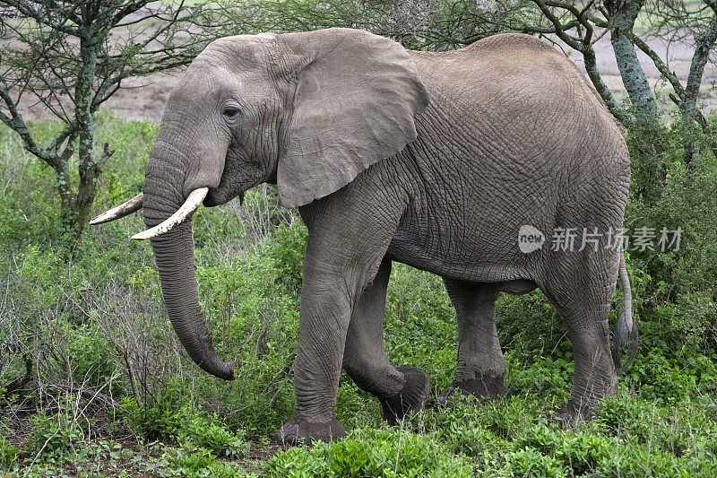 非洲森林中的大型大象