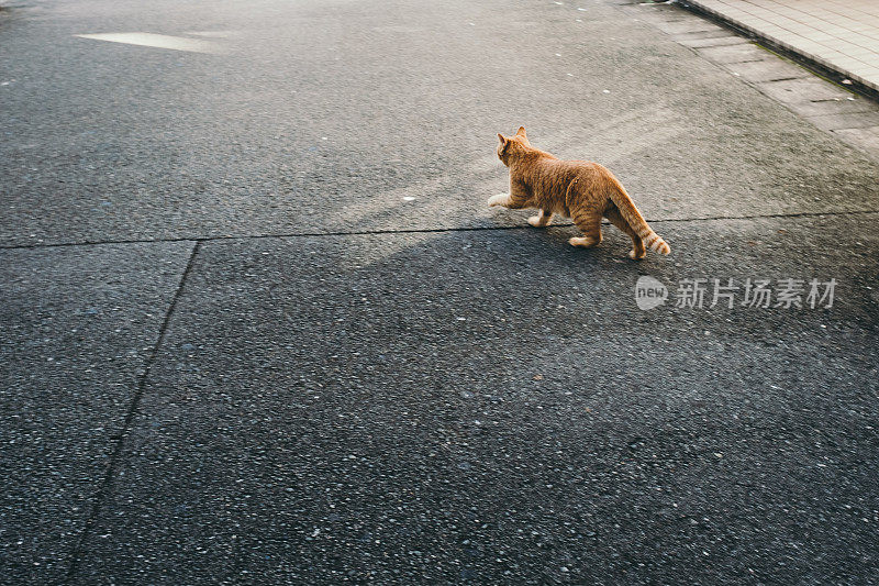 一只猫逃跑的图像