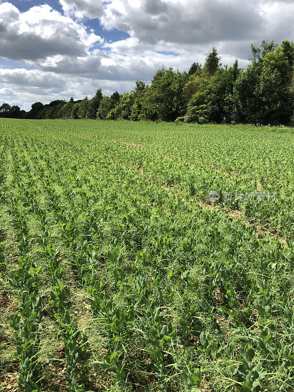 在东约克郡的蔓生豌豆的田地，英格兰，英国