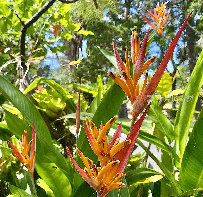 热带海里康属植物花