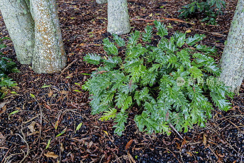 植物生长在森林的地面上。