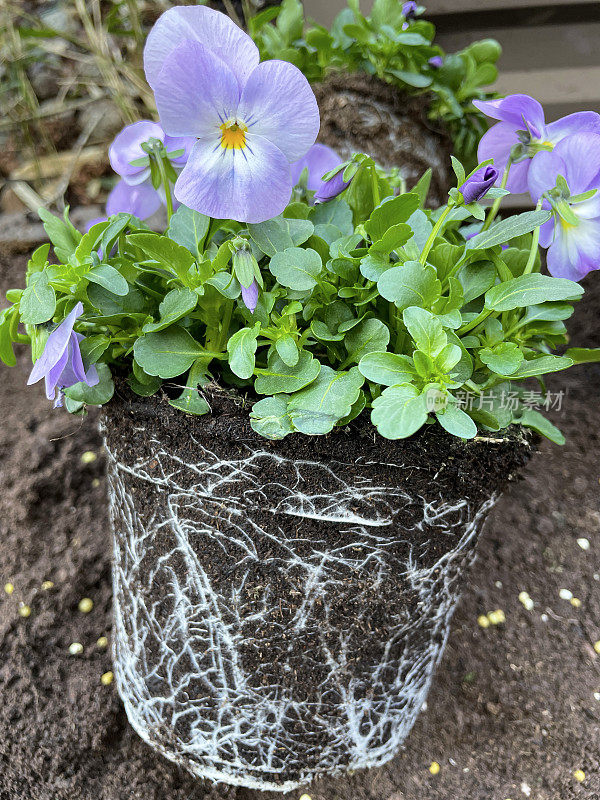 堆肥填充植物花盆与紫色开花三色堇(堇菜)植物准备重新种植，根系，园艺概念，重点前景