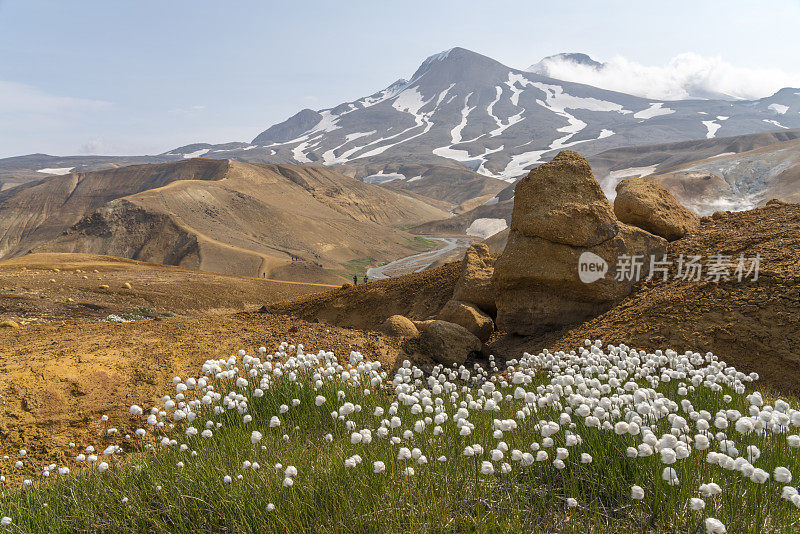 阳光明媚的日子，棉花花对赫维拉达里尔地热区