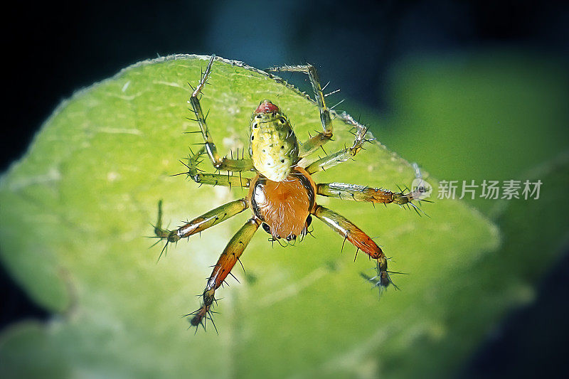 葫芦蜘蛛，黄瓜绿蜘蛛