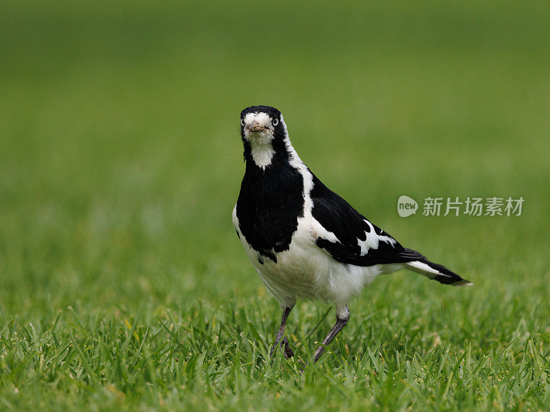 雌喜鹊云雀，青雀花