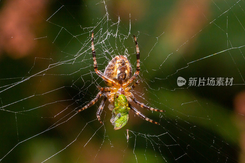 一只雌性欧洲花园十字蜘蛛在蛛网中的特写