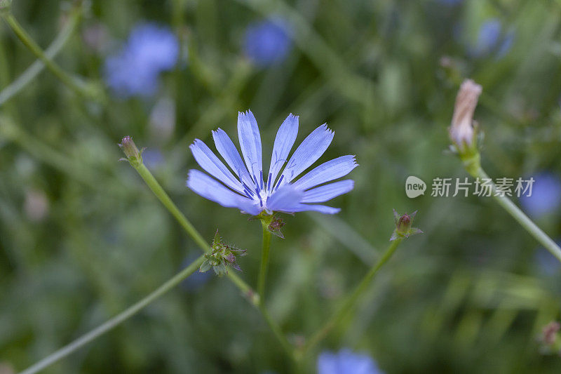 夏日草地上的菊苣花。