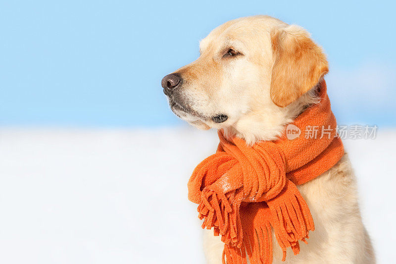 冬日阳光明媚，戴着橙色围巾的金毛猎犬坐在雪地里——拷贝空间
