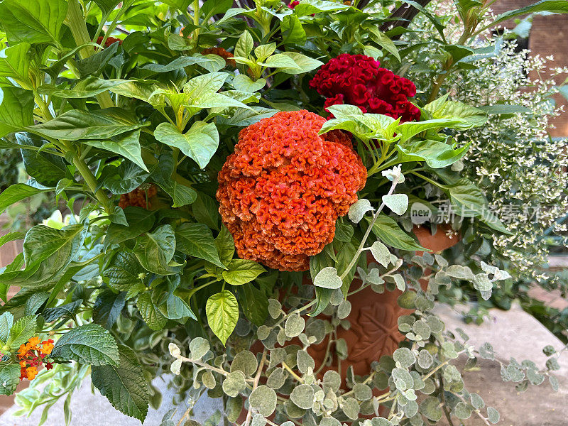 生长在容器中的鸡冠花